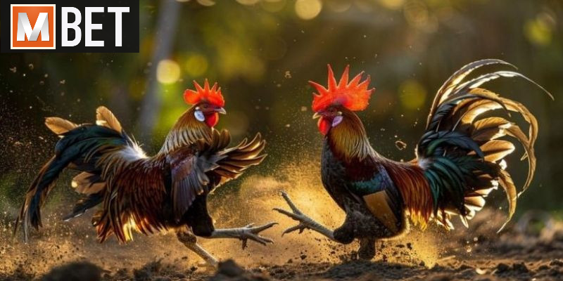 Cần quản lý vốn phù hợp khi tham gia đá gà