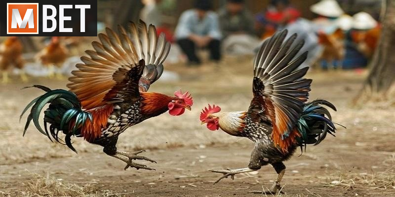 Đá gà MBET được đánh giá cao về sự kết hợp giữa truyền thống và hiện đại