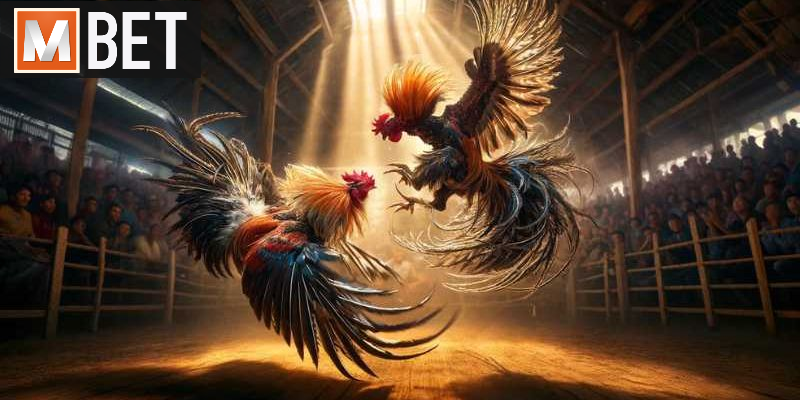 Hệ thống bảo mật tối ưu khi tham gia cá cược chiến kê