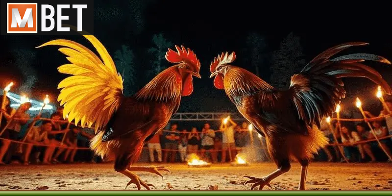 Khi tham gia cá cược chiến kê nên kiên nhẫn