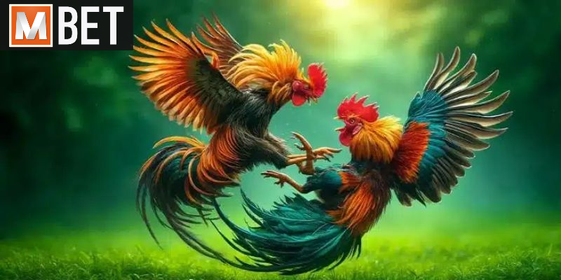 Nhà cái mở ra đa dạng hình thức cá cược chiến kê